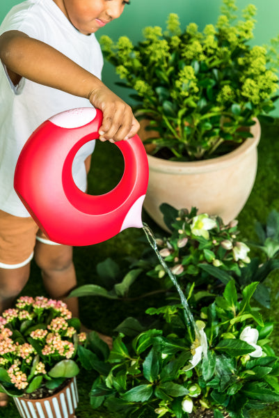 Regadera Cana grande Pink